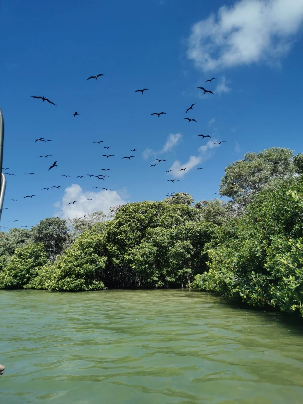 Un sanctuaire pour les oiseaux, ici une zone de nidification pour les frégates